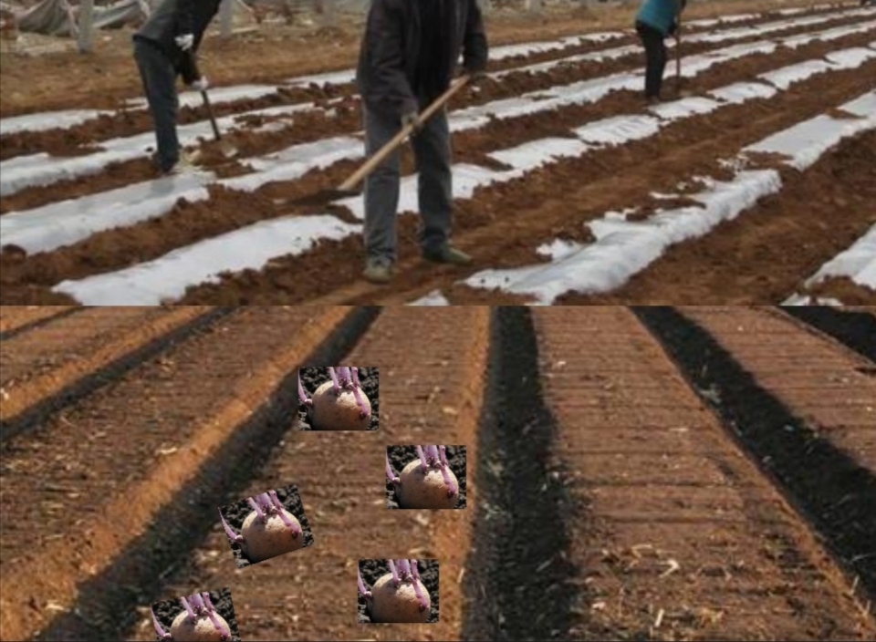 种植马铃薯教程全过程视频,请教你种植土豆的方法