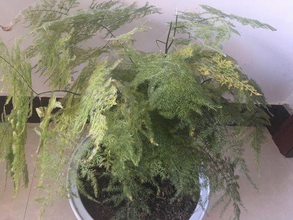 文竹叶子发黄怎么办能快速解决,文竹叶子发黄的补救方法