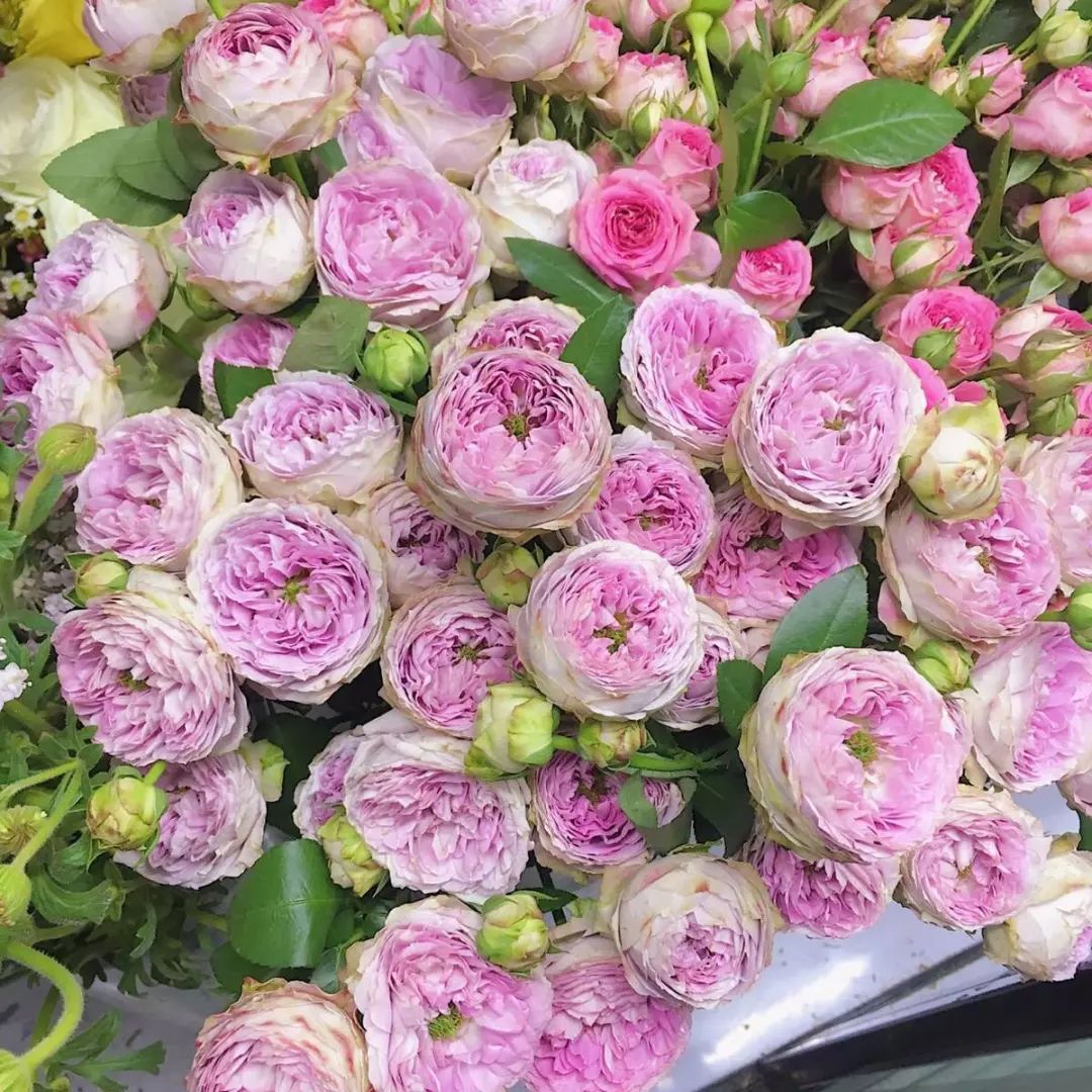 花店必备的5款玫瑰,花店最常用什么品种的玫瑰花