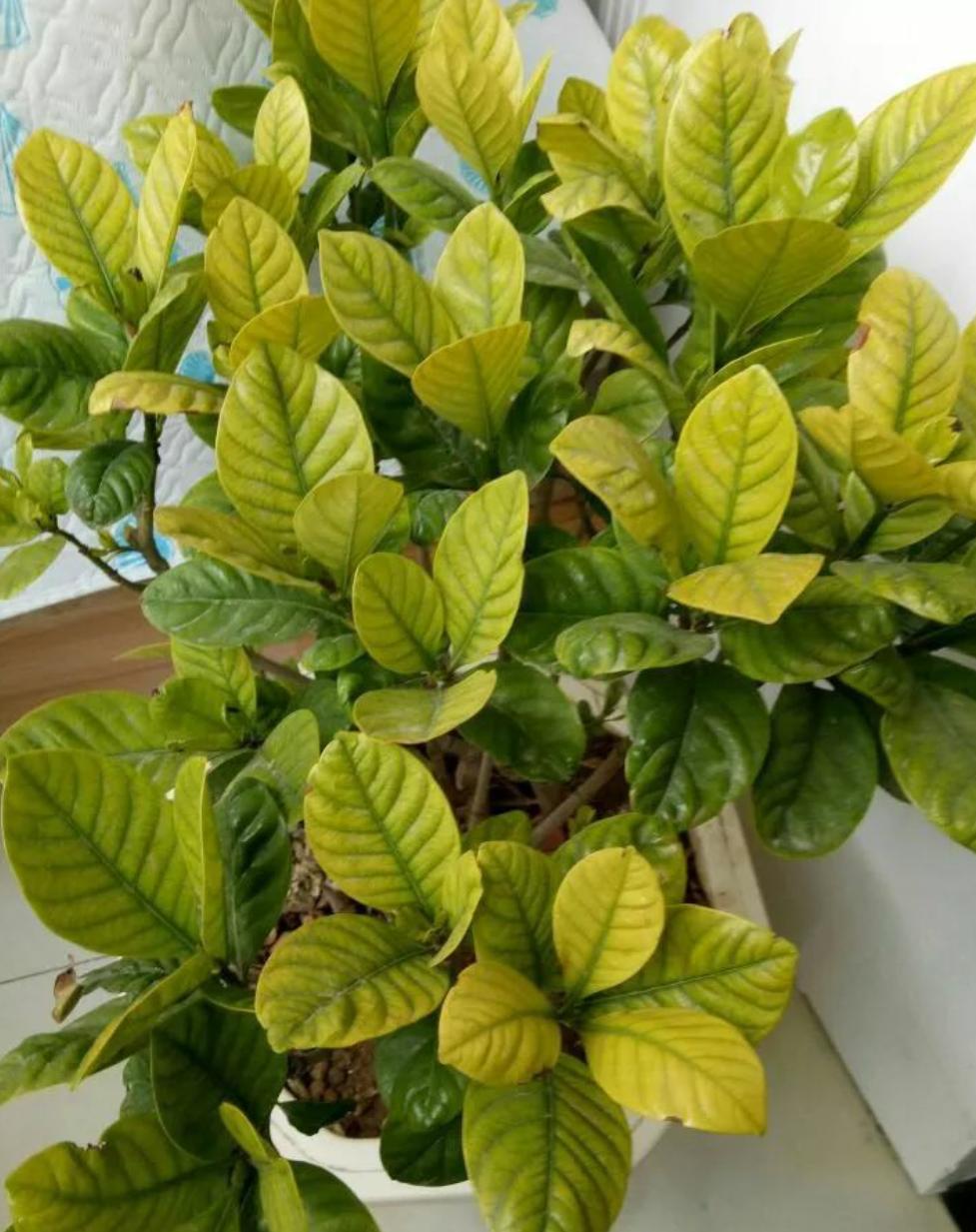 栀子花黄叶的几种原因和图片分享,栀子花各种黄叶原因及图解图片