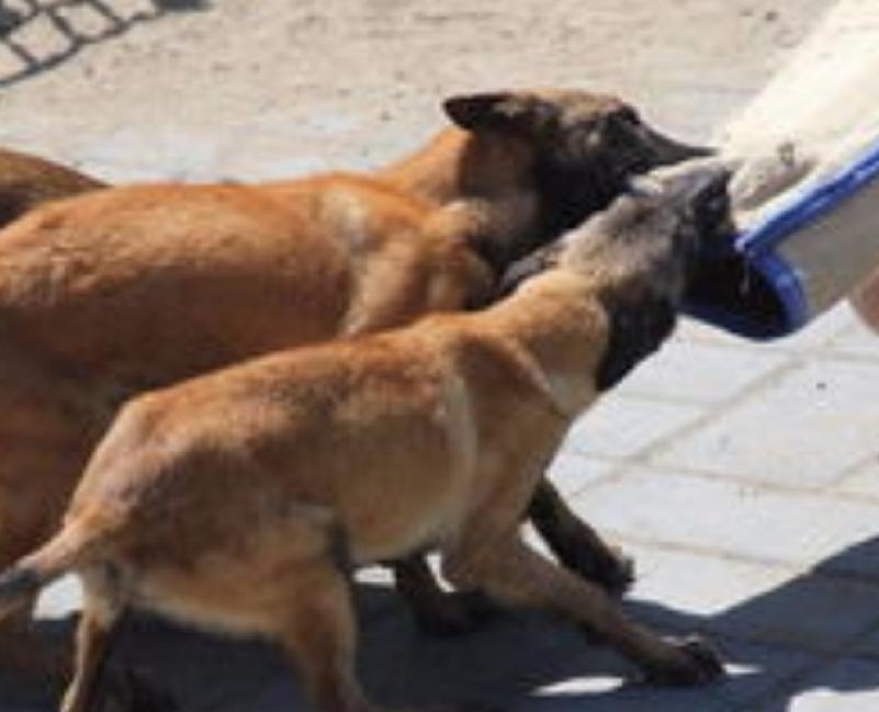 训练马犬的精髓，你知道吗？这4点让你成为专业的马犬驯养师