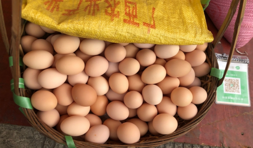 红壳鸡蛋和白壳鸡有啥区别,鸡蛋是绿壳红壳还是白壳好