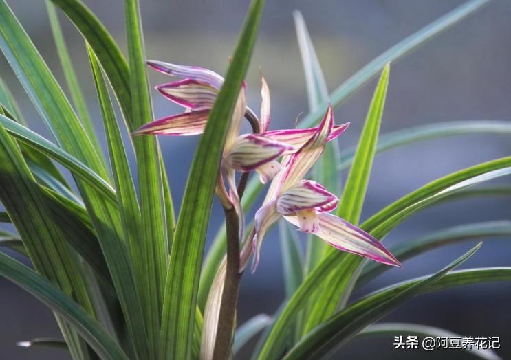 兰花烂根黑腐怎么处理,兰花黑腐