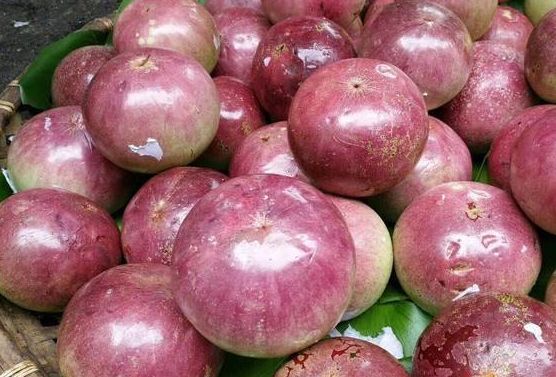 农民致富项目实用大全,亩产200万元致富项目