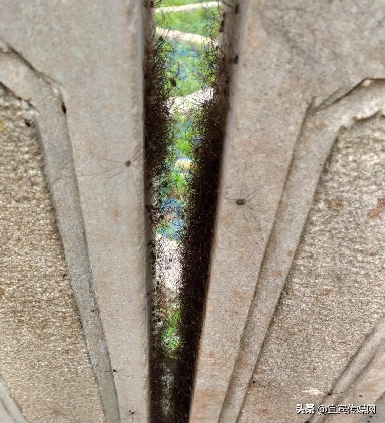 长脚盲蛛密密麻麻,家里发现长脚盲蛛