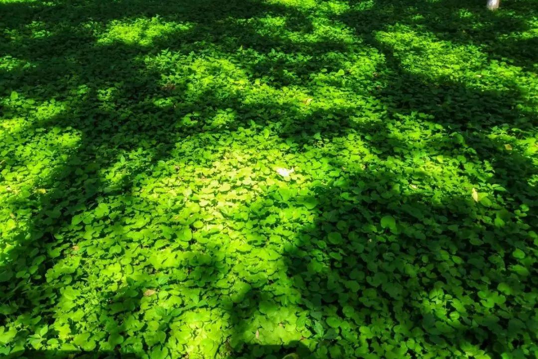 北京人少景美赏秋的公园,北京赏秋中山公园