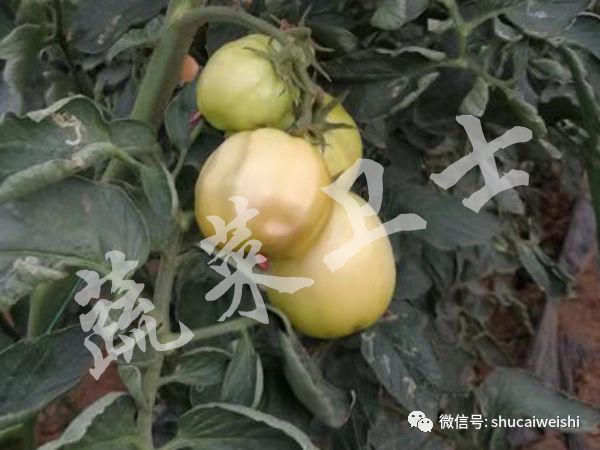 番茄果实畸形,西红柿花叶病毒对果实影响