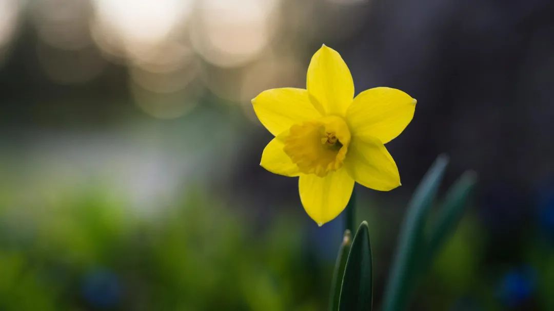 描写水仙花艳美古诗句,诗词中的水仙冬天开得最美