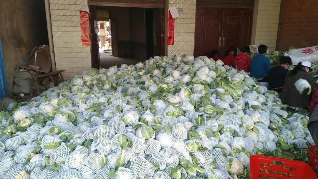 最近滞销的蔬菜 (山东菏泽滞销蔬菜)