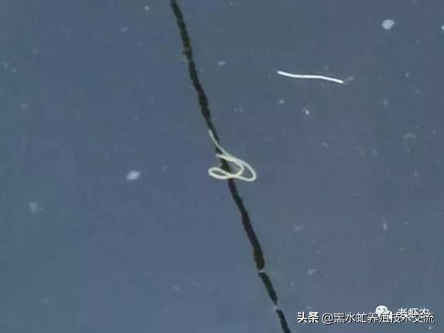 对虾养一个月出现白便怎么办,对虾白便的原因及处理方法