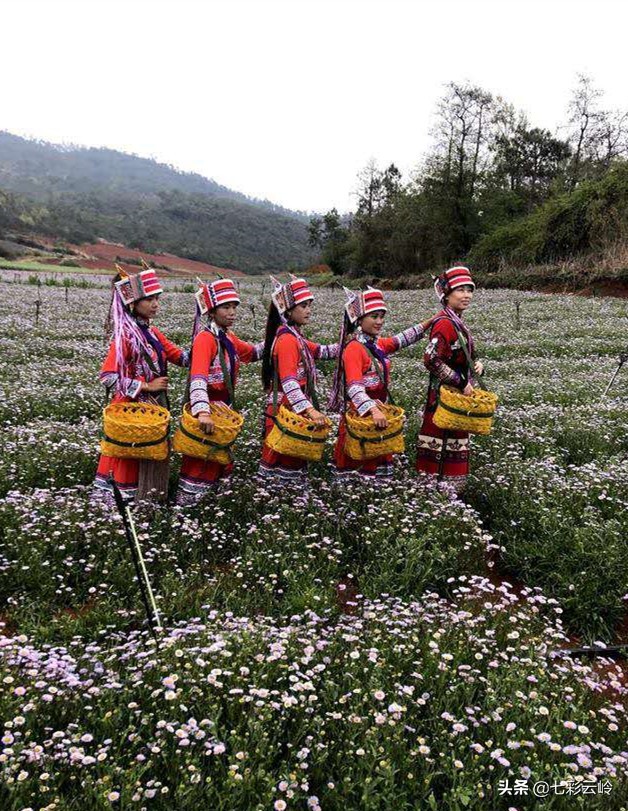 “云南科技扶贫百名县长直播”泸西：春风十里，不如在这里遇见你