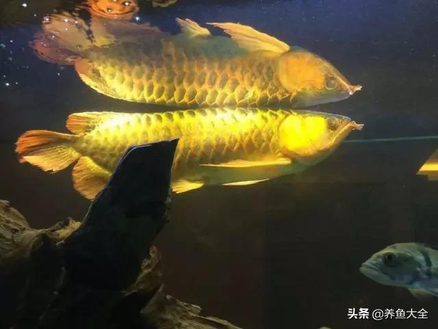 马来西亚养殖金龙鱼,养金龙鱼马来西亚