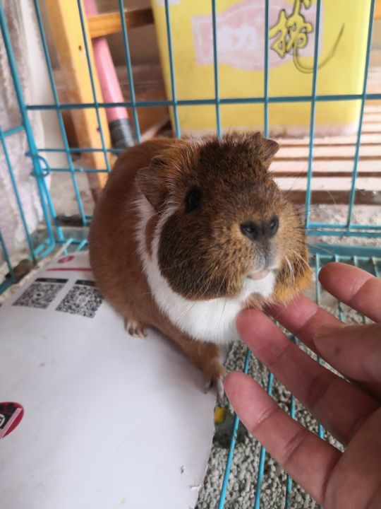 养荷兰猪和宠物兔怎么养比较好,荷兰猪和宠物兔哪个好养活