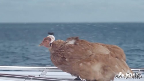 拿鸡当摄像机,拿鸡当摄像头