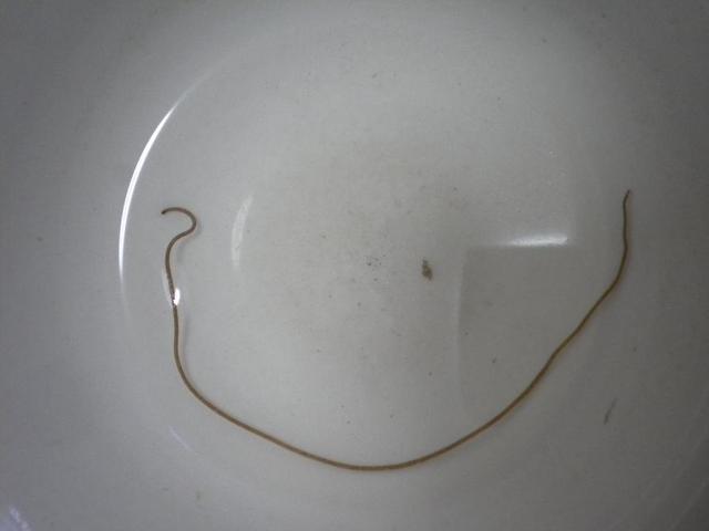 钓到的鱼会有寄生虫吗,钓到有毒的鱼