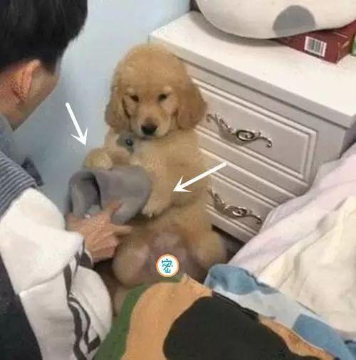 金毛调皮闯祸,金毛又闯祸了小伙气的不耐烦