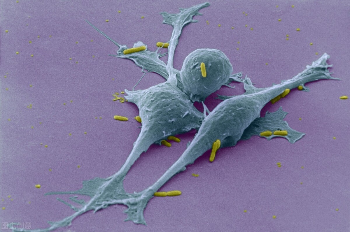 平滑肌肉瘤复发除手术外怎么治疗,平滑肌肉瘤为啥医生不建议放化疗