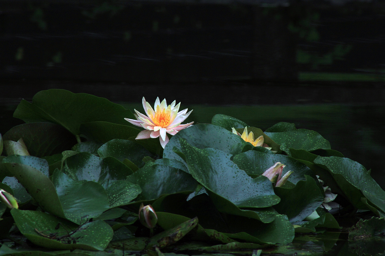 睡莲只长叶子不开花是怎么回事,睡莲几片叶子才能开花