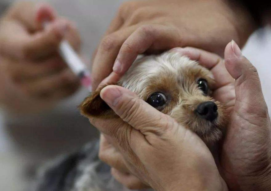 狗传染上狂犬病一天内会有症状吗,被动物咬了感染狂犬病有什么症状