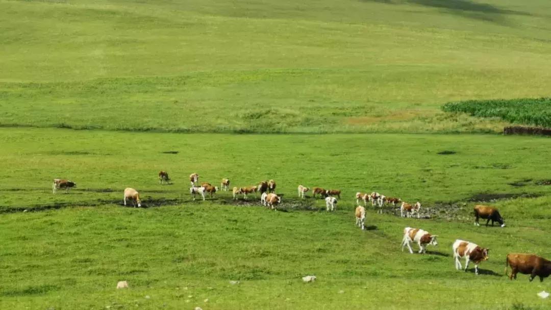 北纬47°的农业,北纬47度有机大米