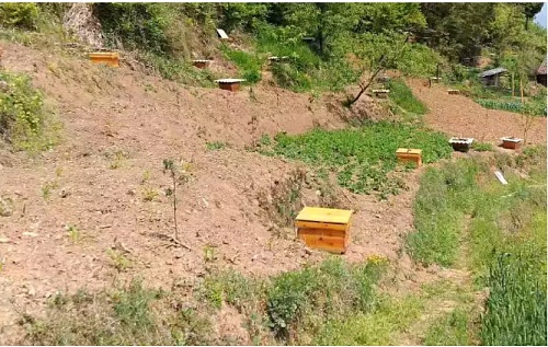 宁强贫困户许正军：小小蜜蜂圆了脱贫梦