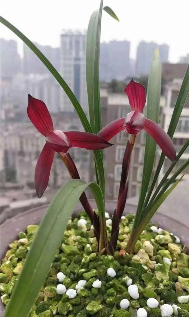 贵州早年下山的一颗血红花春兰,曾千金难买一苗