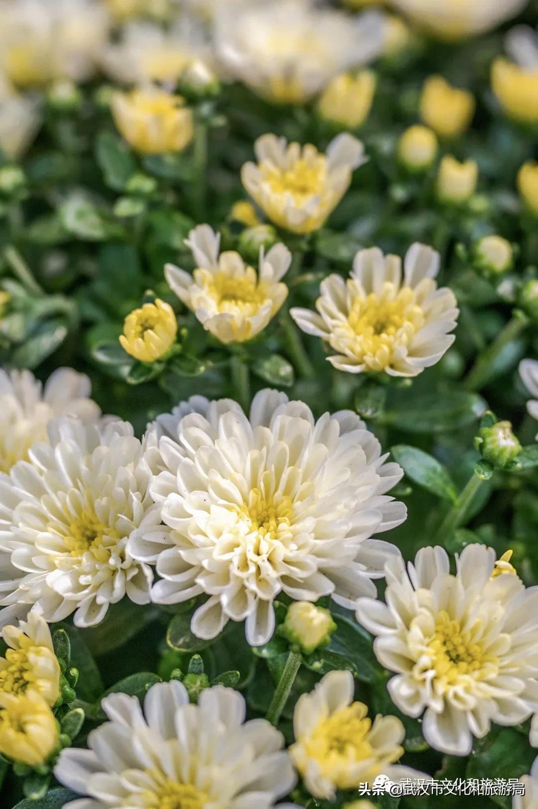 武汉秋天的第一场音乐节,武汉秋天第一场音乐节