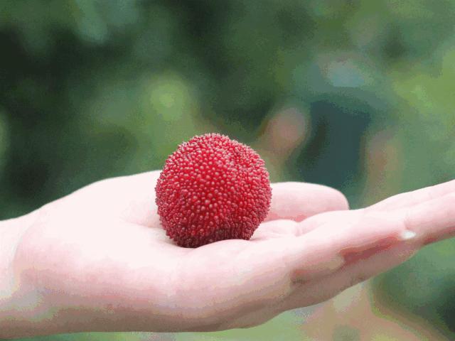 好吃的攀枝花当季新鲜水果 (攀枝花这两天特色水果)