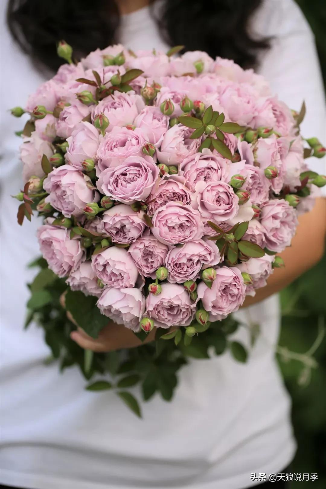 又一个十年,国产自育品种