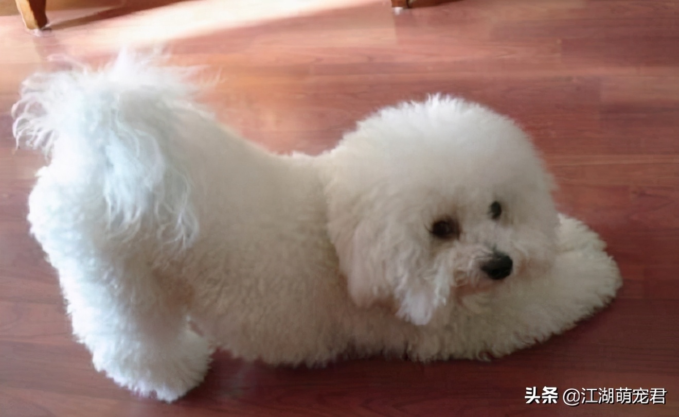 家里养的比熊需要驱虫吗,家里养狗狗需要做什么检查