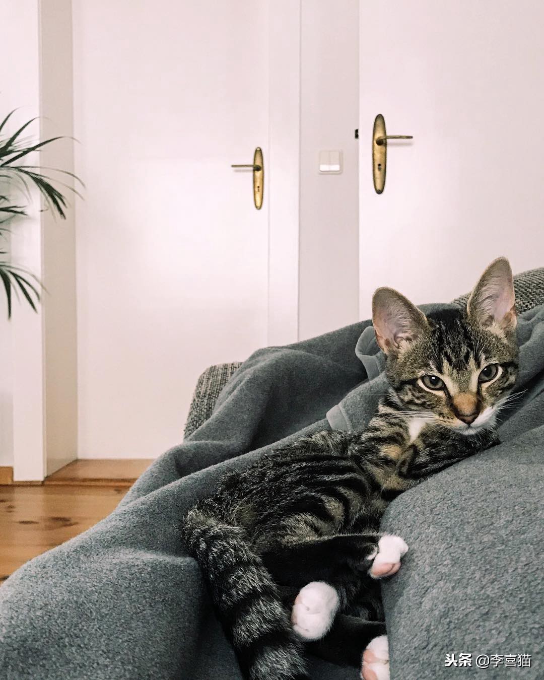 铲屎官们该怎样帮助猫咪过冬,小猫咪刚到新家需要铲屎吗