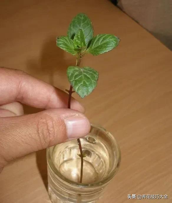 薄荷水培扦插什么时间最好,水培薄荷枝条疯长要不要剪了