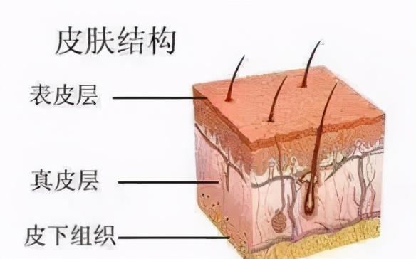whoo天气丹花献紧颜精华液,whoo天气丹补奢养安瓶精华