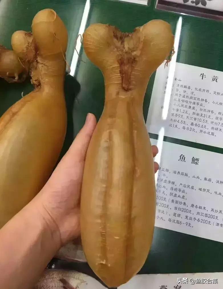 特级正品鱼胶花胶,蜘蛛花胶最好的是哪种