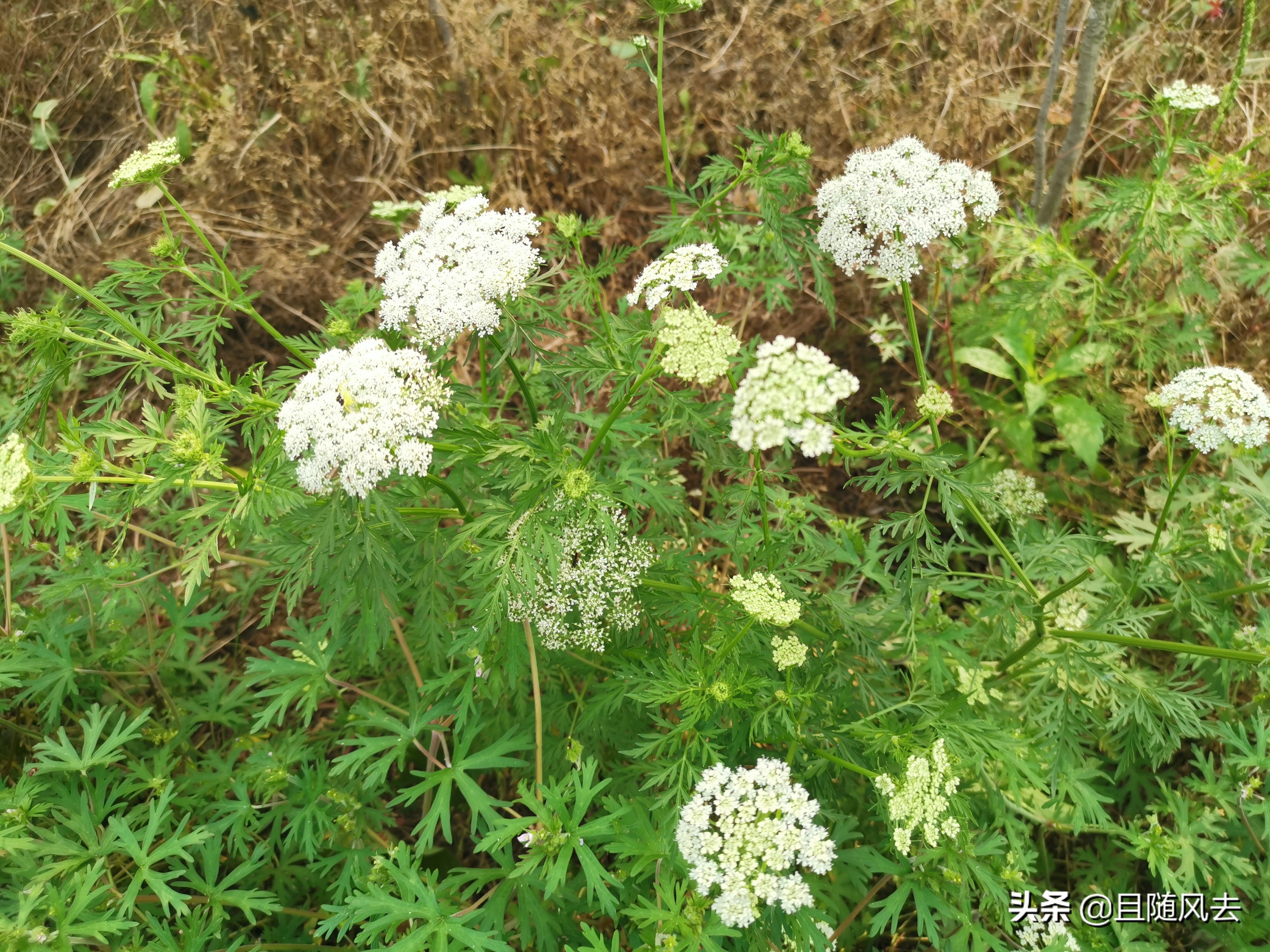 南方常见的野花野草,常见的野草野花有哪些