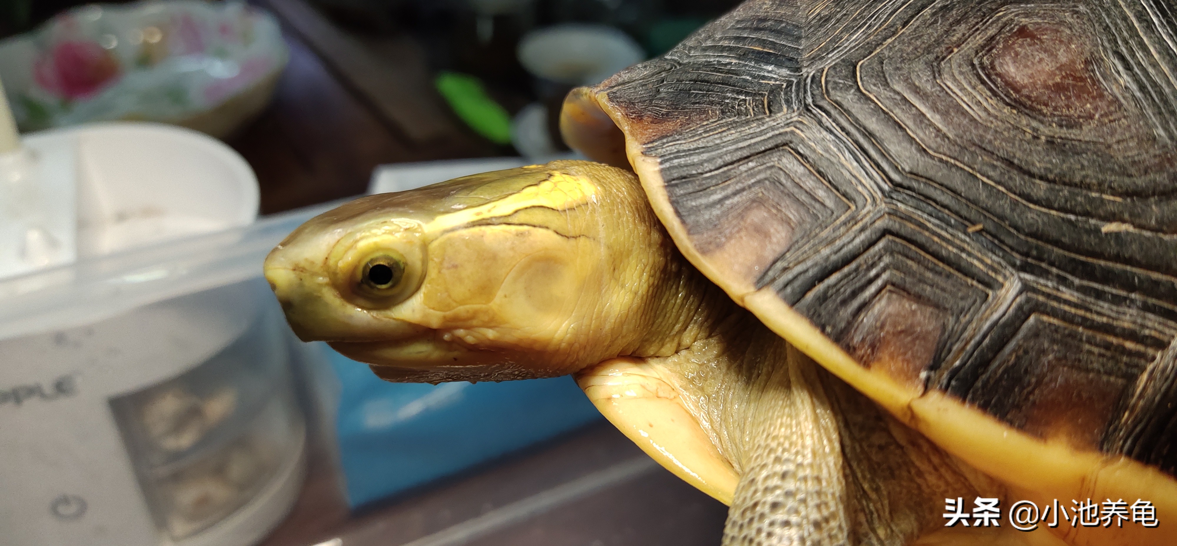 新手养龟100个常识,养乌龟新手入门要买什么