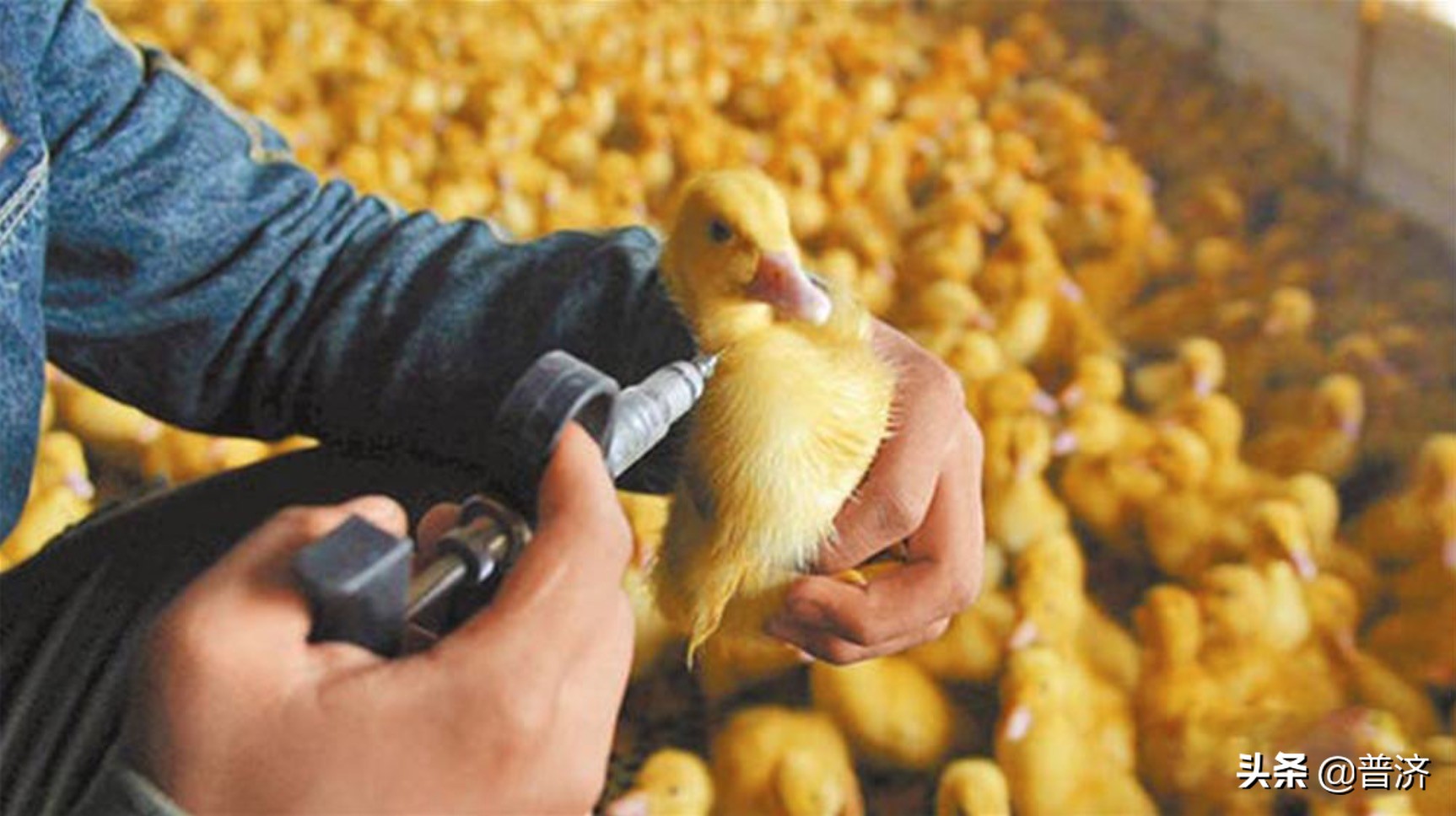 市场上18元一只的烤鸭是速成的,北京烤鸭可以买半只吗