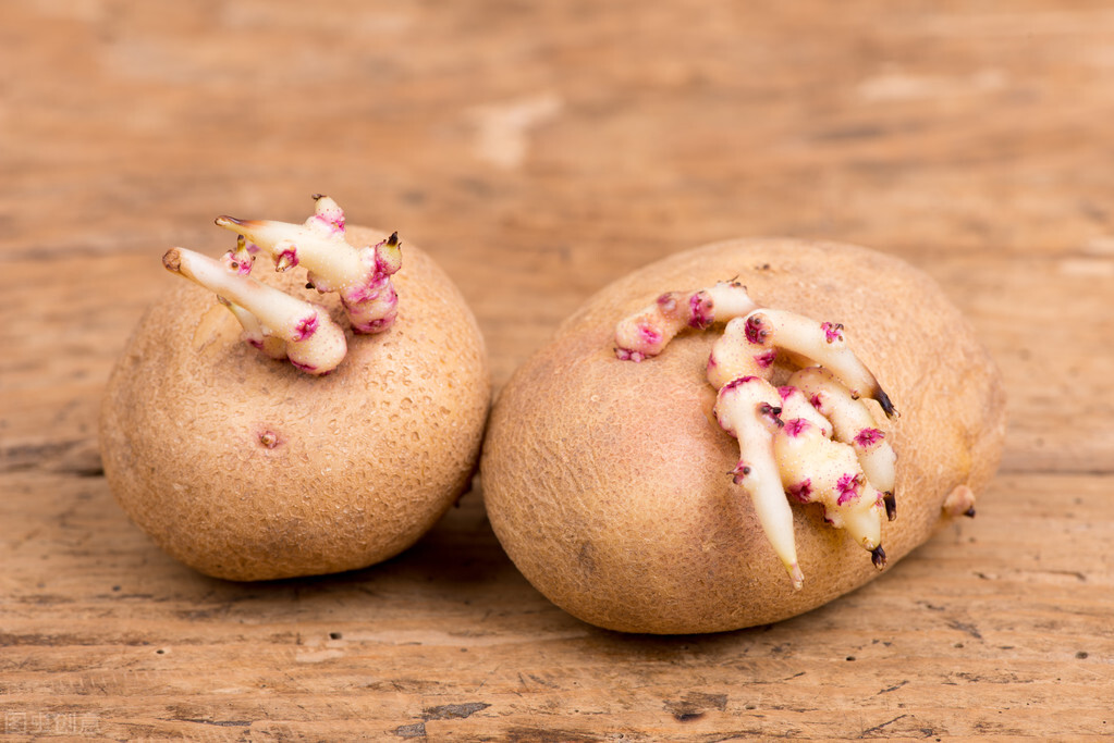 农村新鲜的蔬菜有哪些,哪些菜发芽了可以吃