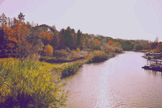 2022年上海遛狗圣地,2021上海遛狗圣地