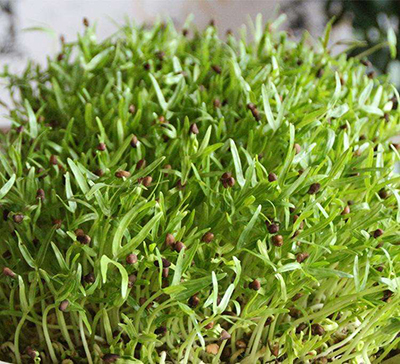 阳台无土栽培蔬菜种植架安装,阳台无土栽培蔬菜技术