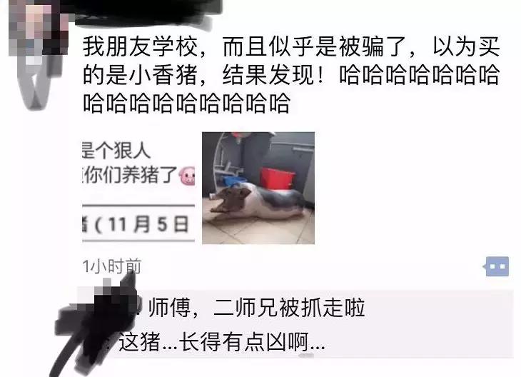 佩奇养猪的视频,佩奇养猪