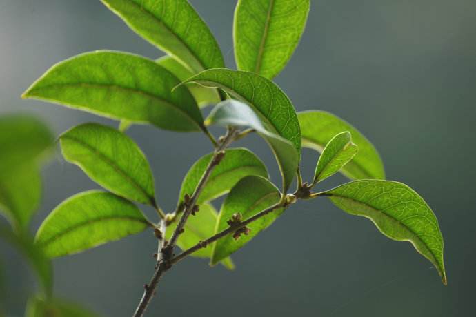 盆栽桂花花芽分化前别做这5件事，否则影响秋天开花