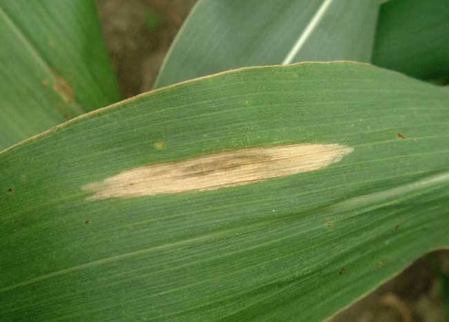 玉米斑病的症状和治疗方法,治疗玉米大斑病的特效药