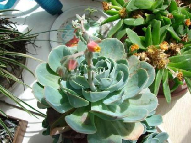 换盆后浇水不漏水怎么办,换盆后土壤怎么处理