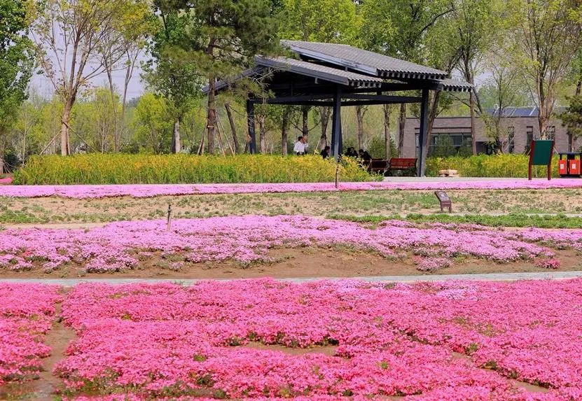 附近免费景点踏青网红打卡地,北京周边的四季花海