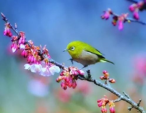 荣誉见证成长足迹,2017年耒阳一中