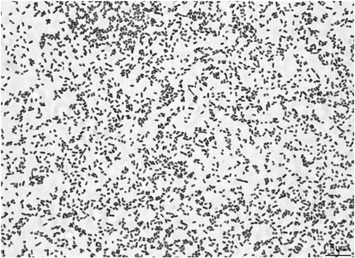 宠物龟常见病诊断和治疗系列1——腐皮