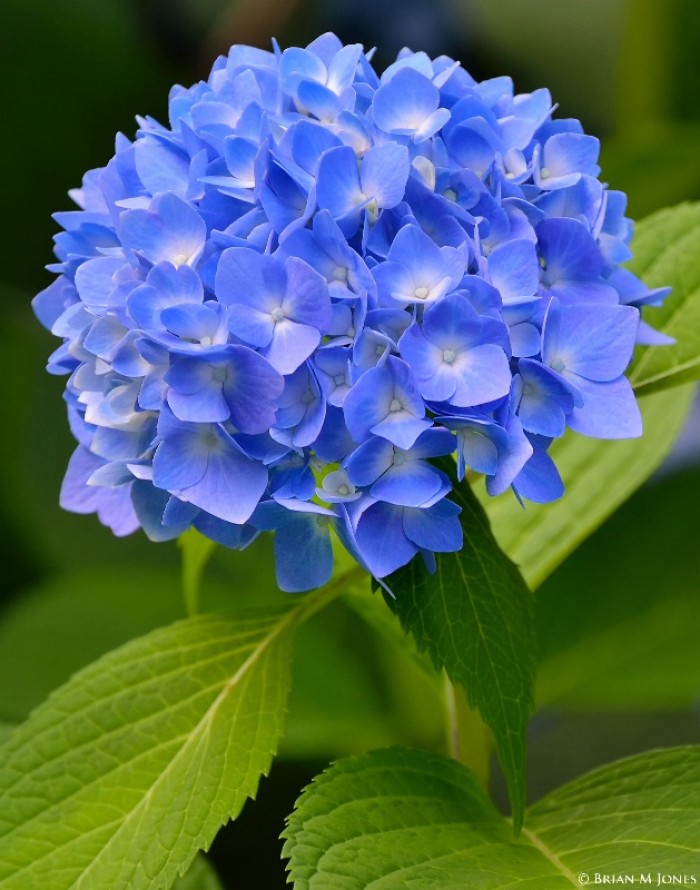 好养的盆栽花卉大全,人养花花