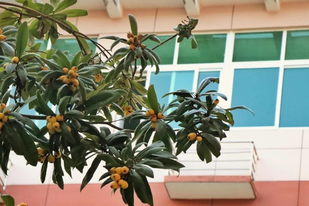 福州职业中专学校风景,福州职业技术学院校园图