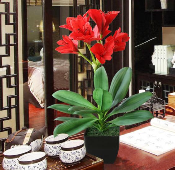 君子兰盆栽怎么处理,怎么防止君子兰烂根